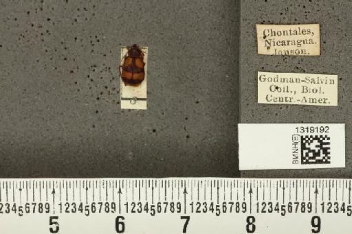 Diabrotica trifasciata (Fabricius, 1801) - BMNHE_1319192_17783