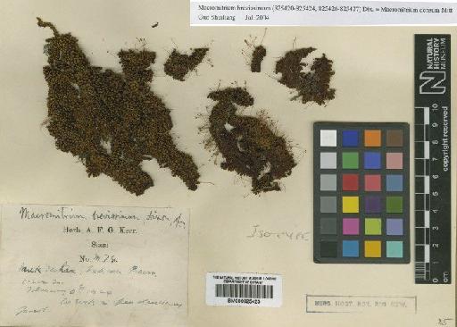 Macromitrium brevissimum Dixon - BM000825423