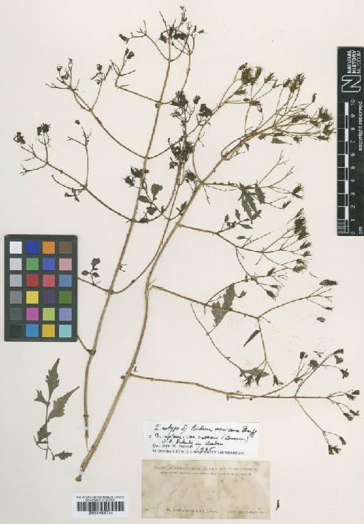 Bidens reptans var. urbanii (Greenm.) O.E.Schulz - BM001009744