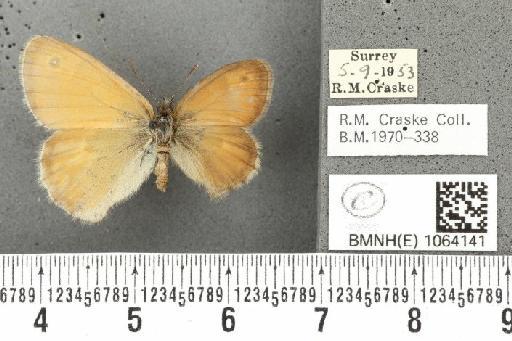 Coenonympha pamphilus ab. partimtransformis Leeds, 1950 - BMNHE_1064141_25305