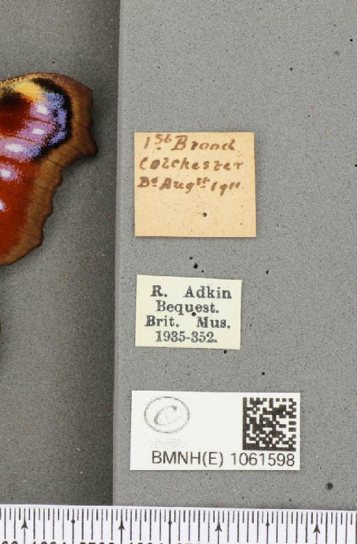 Aglais io (Linnaeus, 1758) - BMNHE_1061598_label_22227