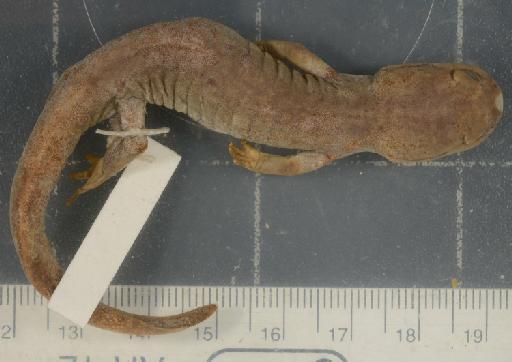 Paradactylodon mustersi - 1946.9.6.60-pic1