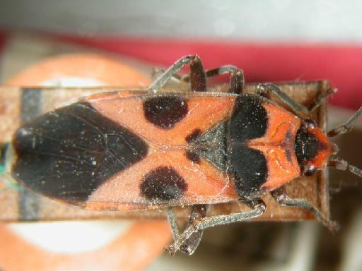 Tropidothorax autolycus Distant - Hemiptera: Tropidothorax Aut(=Gra)