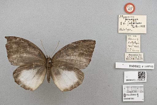 Elymnias penanga johnsoni Talbot - BMNH(E) 1720615_Elymnias_johnsoni_Talb