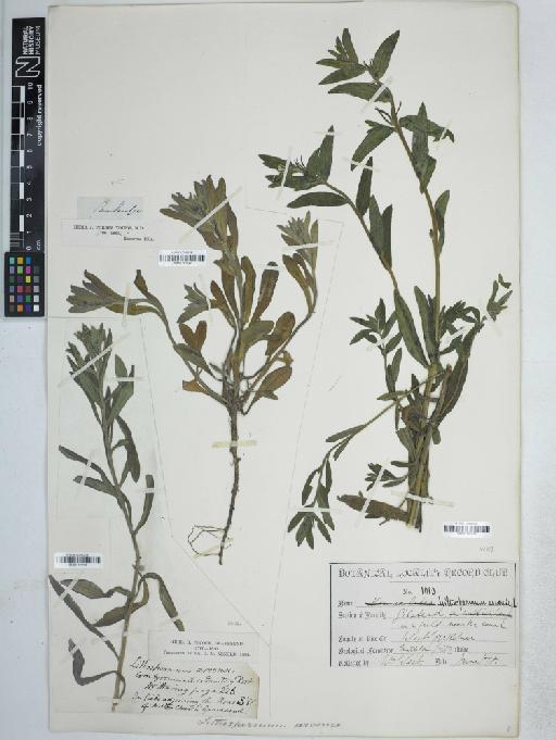 Lithospermum arvense L. - BM001161425