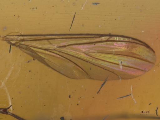 Neoplatyura biumbrata (Edwards, 1913) - Neoplatyura_biumbrata-HT_BMNH236754-wing.jpg