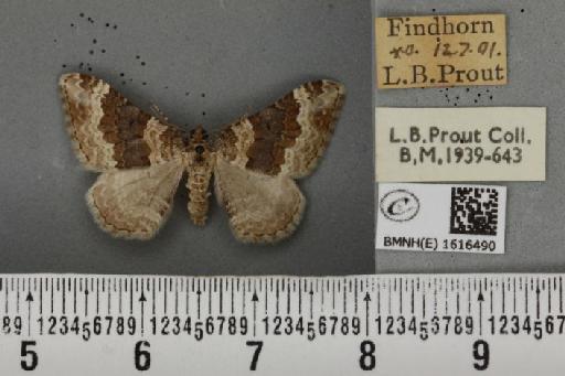 Epirrhoe galiata ab. brunneata Kitt, 1925 - BMNHE_1616490_316902