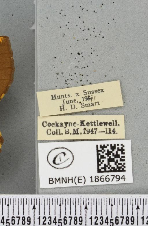 Angerona prunaria ab. smartaria Williams, 1947 - BMNHE_1866794_label_439950