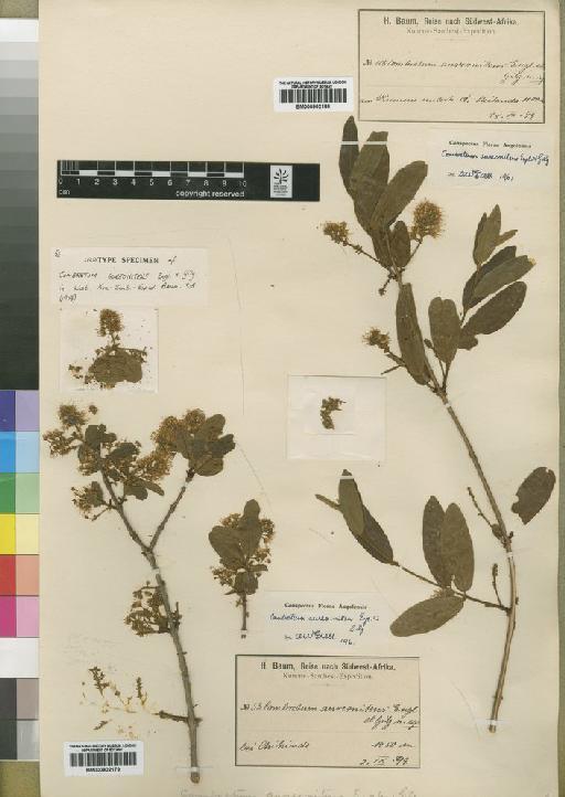 Combretum aureonitens Engl. & Gilg - BM000902179