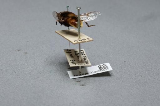 Eristalis (Eoseristalis) intricarius (Linnaeus, 1758) - 012536037_additional_2