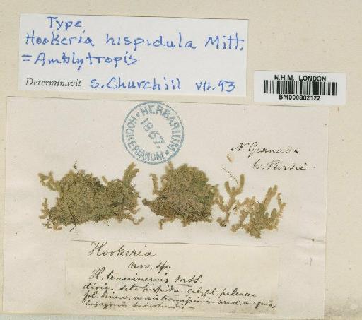Amblytropis hispidula (Mitt.) Broth. - BM000862122