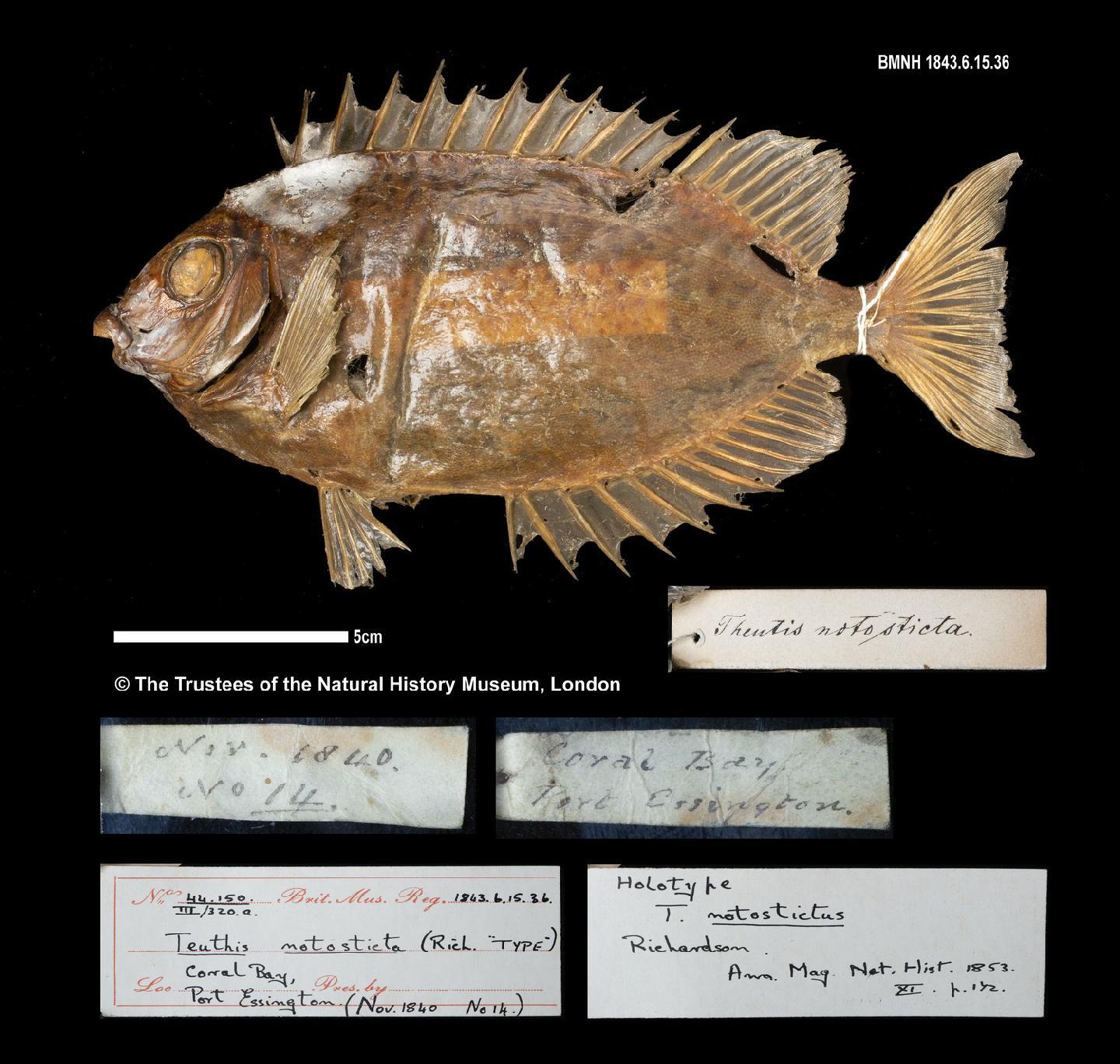 To NHMUK collection (Amphacanthus notostictus Richardson, 1843; HOLOTYPE; NHMUK:ecatalogue:2576972)