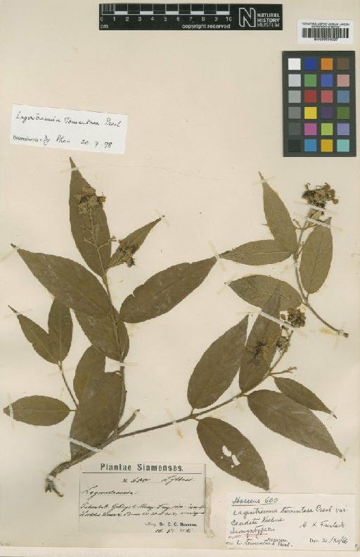 Lagerstroemia tomentosa C.Presl - BM000944597