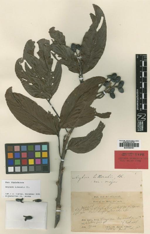 Arytera litoralis Blume - BM000884191