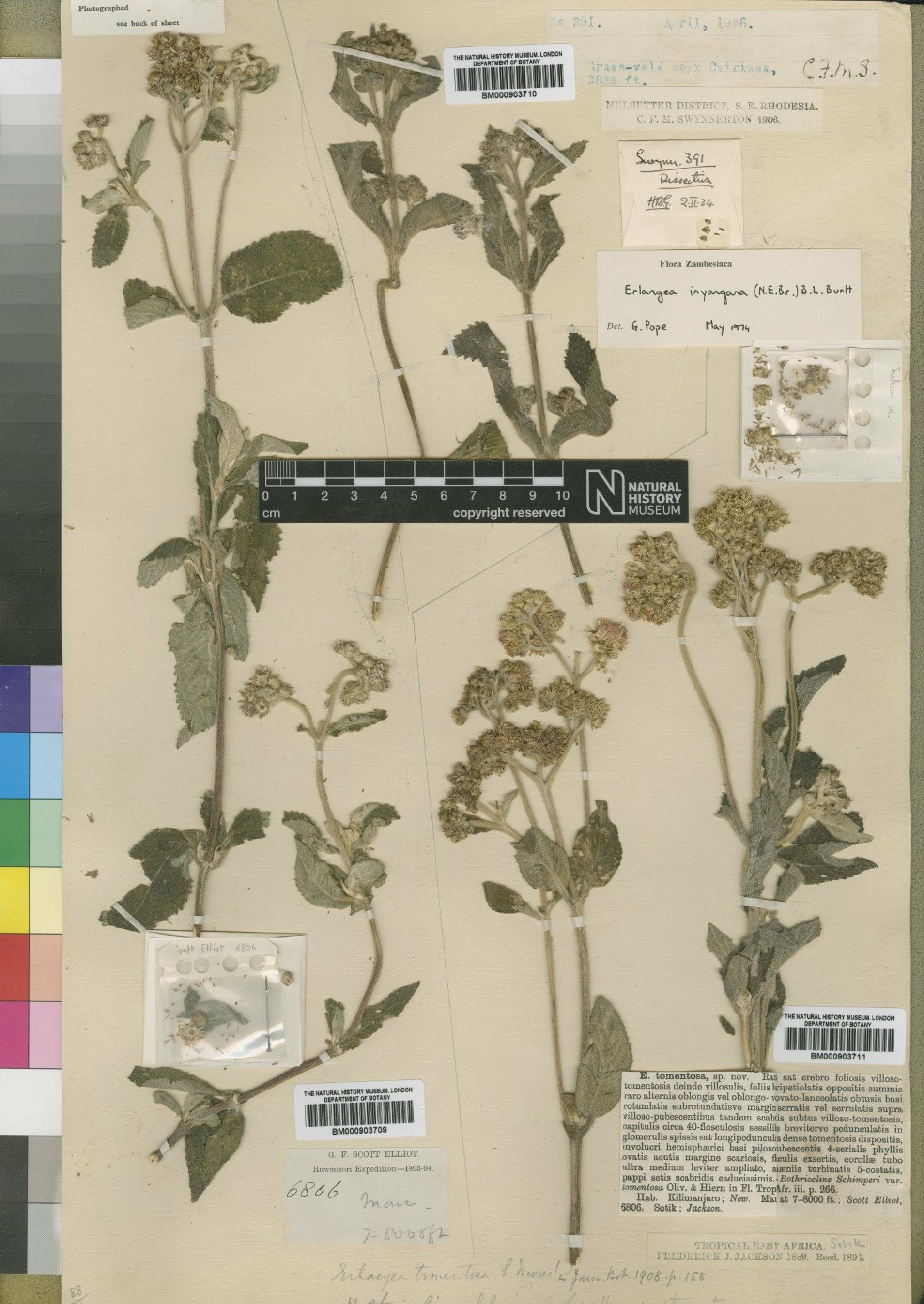 To NHMUK collection (Bothriocline tomentosa (Oliv. & Hiern) Wild & G.V.Pope; Syntype; NHMUK:ecatalogue:4528717)