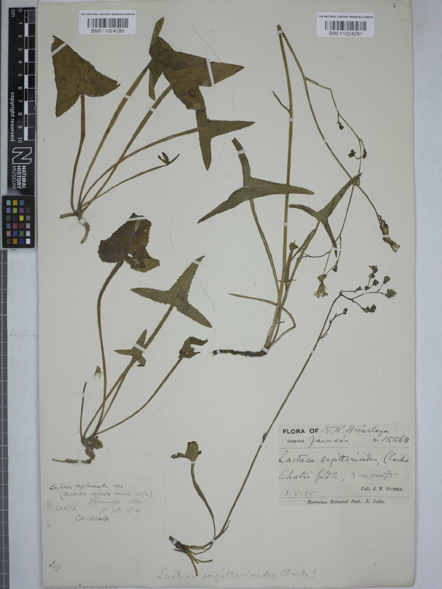 To NHMUK collection (Ixeris sagittarioides (C.B.Clarke) Stebb; NHMUK:ecatalogue:9152988)