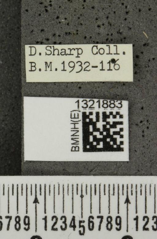 Epitrix atropae Foudras, 1861 - Lyndsey_008761_label_11701