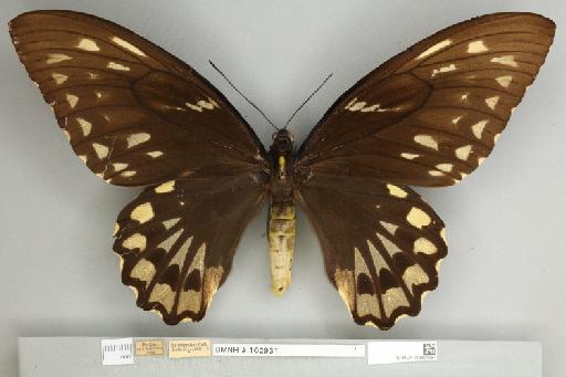 Ornithoptera croesus croesus Wallace, 1859 - 013604987__