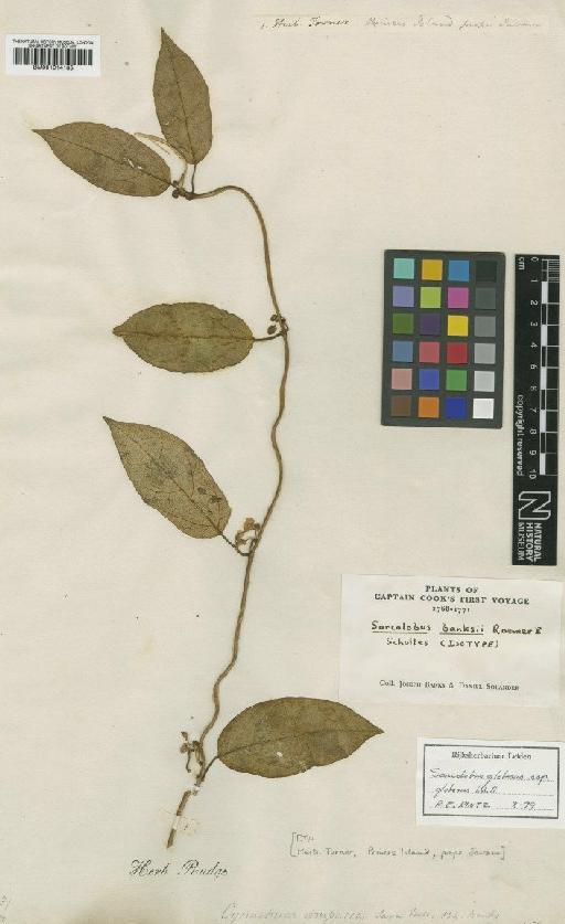 Sarcolobus globosus subsp. globosus Wall. - BM001014185