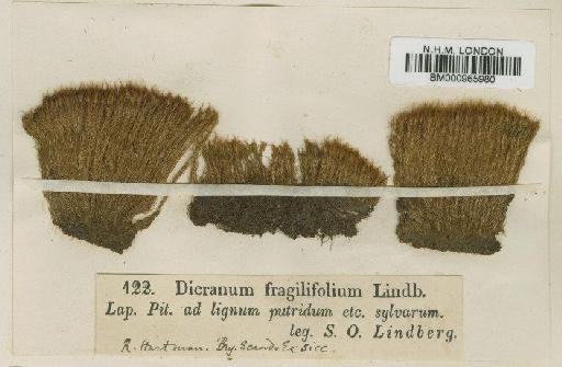 Dicranum fragilifolium Lindb. - BM000965980