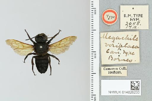 Megachile (Creightonella) viriplaca Cameron, P., 1902 - 014026233_836020_614486-