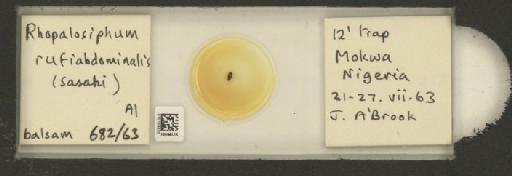 Rhopalosiphum rufiabdominalis Sasaki, 1899 - 010108430_112780_1095924