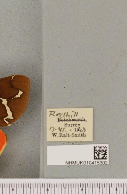 Arctia caja (Linnaeus, 1758) - NHMUK_010415302_label_519461