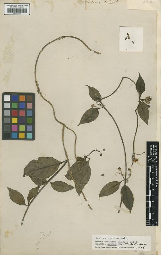 Manettia reclinata L. - BM001191249