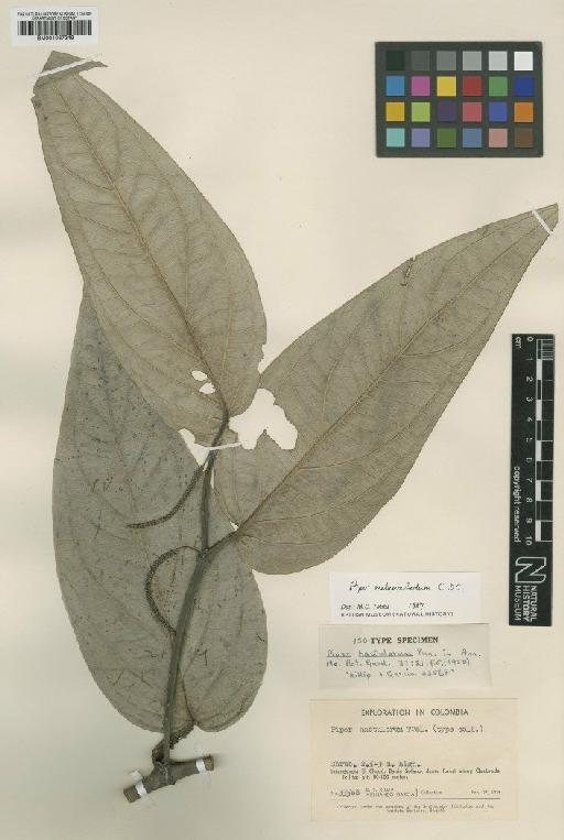 Piper melanocladum C.DC. - BM001067349