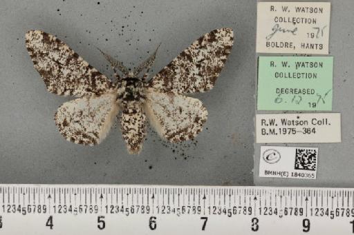 Biston betularia (Linnaeus, 1758) - BMNHE_1840365_413355