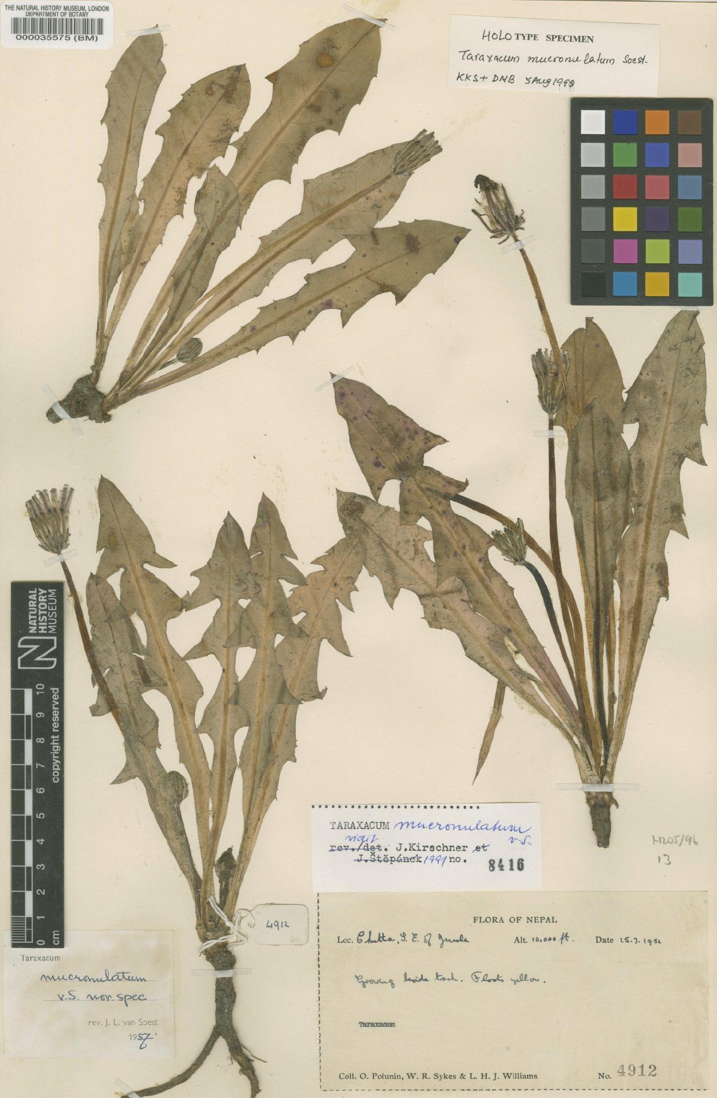 To NHMUK collection (Taraxacum mucronulatum Soest; Type; NHMUK:ecatalogue:481670)