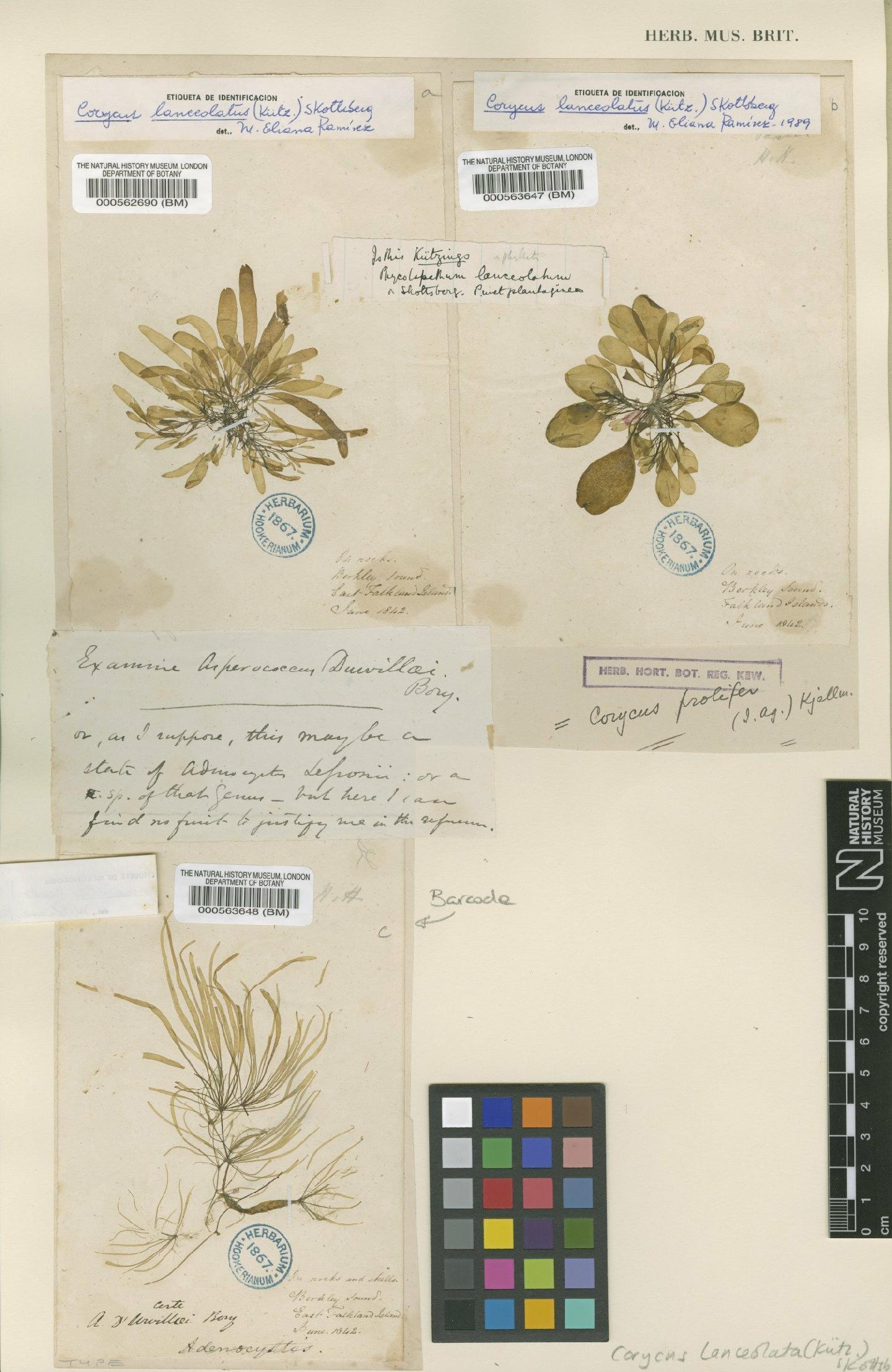 To NHMUK collection (Corycus lanceolatus (Kütz.) Skottsb.; Syntype; NHMUK:ecatalogue:4721898)