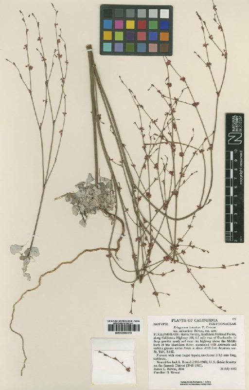 Eriogonum luteolum var. saltuarium Reveal - BM000884373