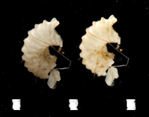 Spirorbis adeonella Day, 1963 - Polychaeta type specimen; BMNH 1963.1.179