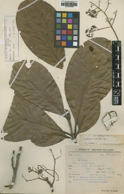 Nectandra cissiflora Nees - BM000947228