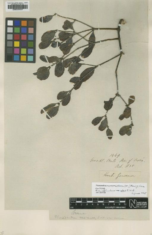 Phoradendron mucronatum (DC.) Krug & Urb. - BM000993567