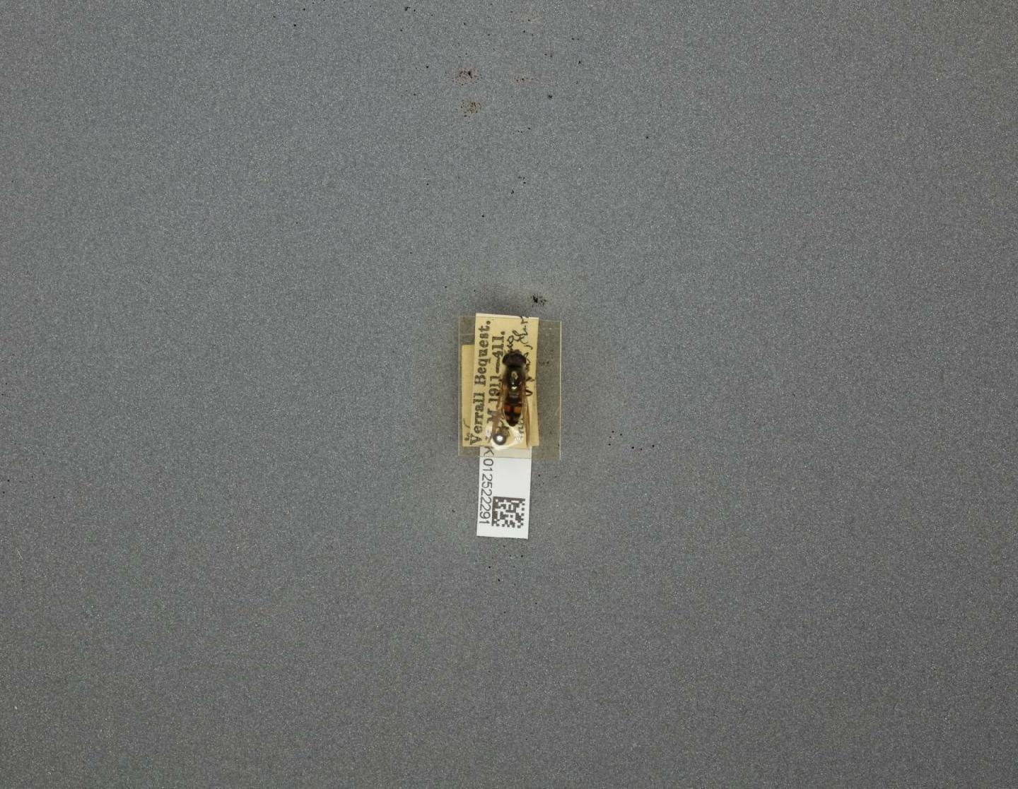 Platycheirus melanopsis thumbnail