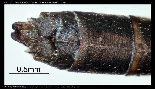 Elattoneura nigerrima (Laidlaw, 1917) - BMNHE_1201778-Elattoneura_nigerrima-specimen-dorsal_anal_appendage-5x