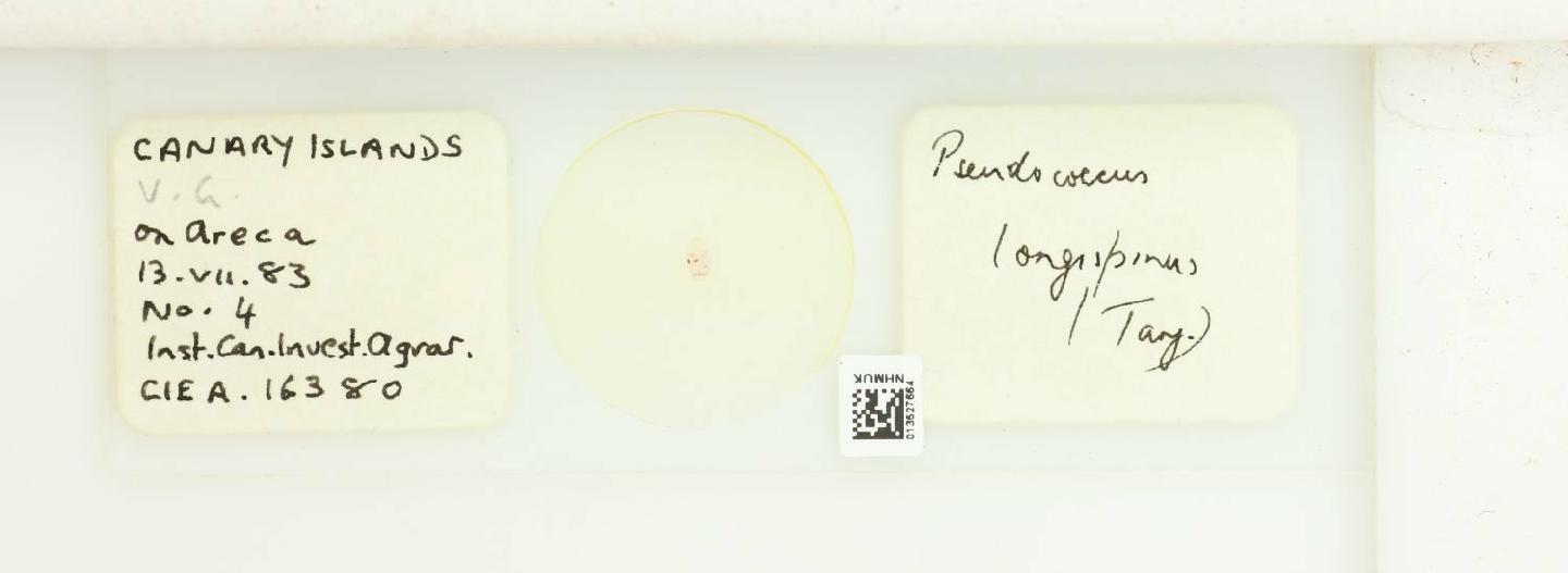 To NHMUK collection (Pseudococcus longispinus Targioni-Tozzetti, 1867; NHMUK:ecatalogue:9028564)