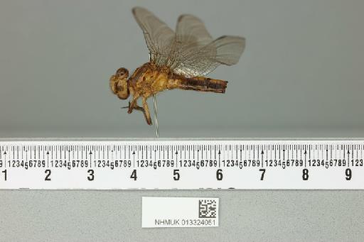 Ophiogomphus bison Selys, 1873 - 013324051_lateral