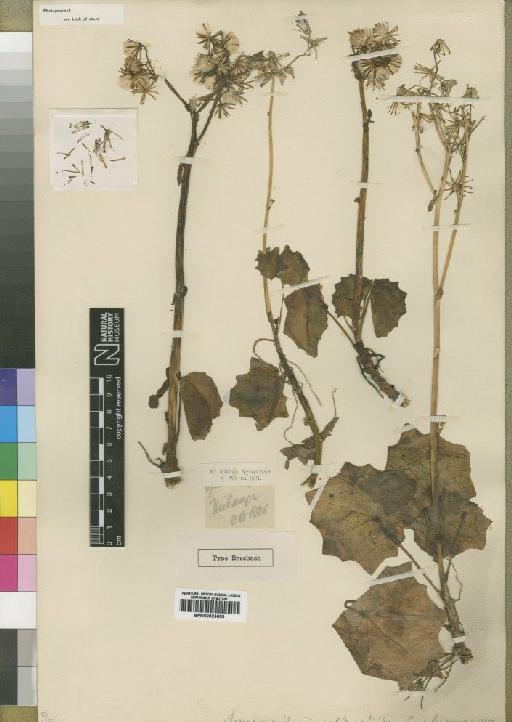 Senecio milanjiansis Moore - BM000924609