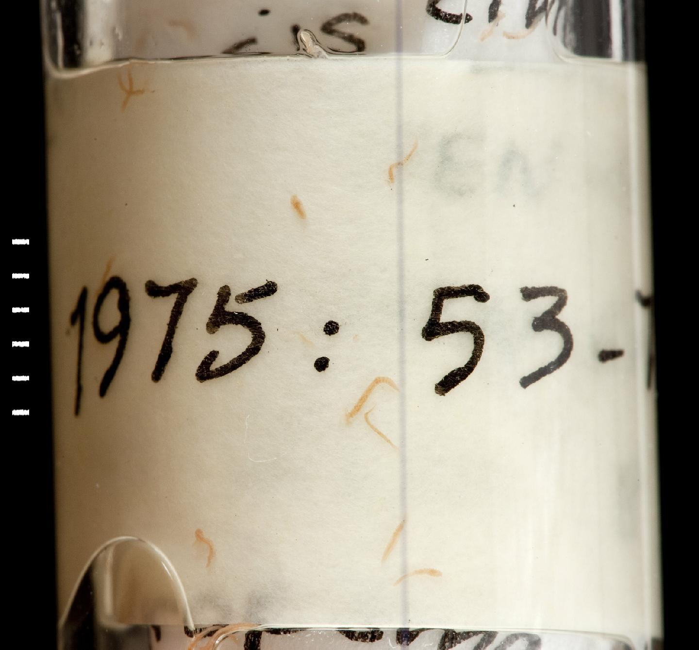 To NHMUK collection (Oriopsis eimeri persinosa Ben-Eliahu, 1975; PARATYPE; NHMUK:ecatalogue:3538529)
