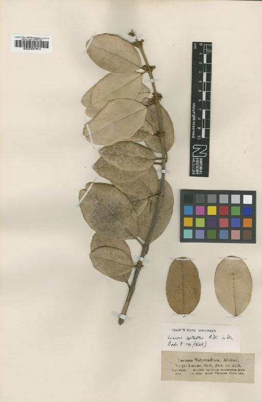 Pouteria splendens (A.DC.) Kuntze - BM000952618