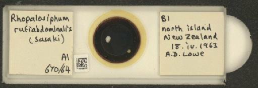 Rhopalosiphum rufiabdominalis Sasaki, 1899 - 010108353_112780_1095924