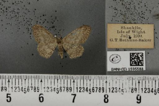 Idaea seriata (Schrank, 1802) - BMNHE_1595588_263018