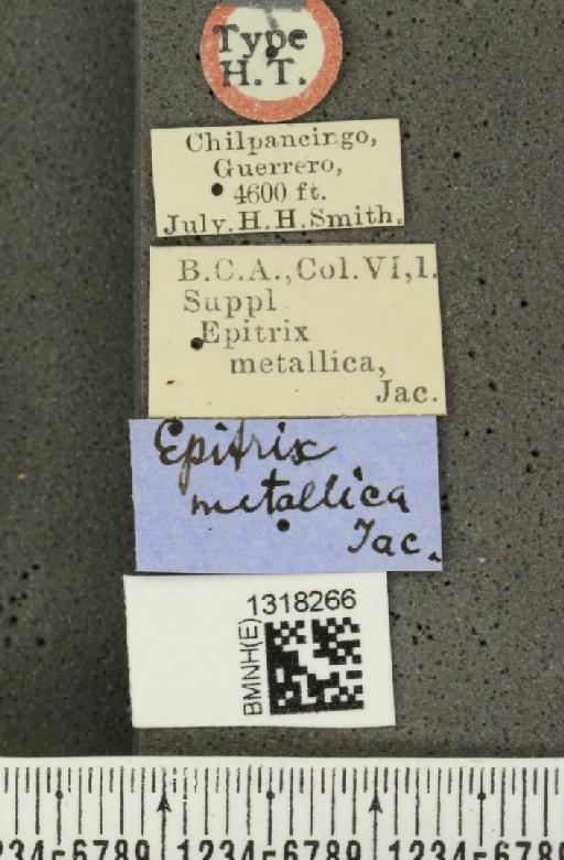 Epitrix metallica Jacoby, 1891 - BMNHE_1318266_label_24675