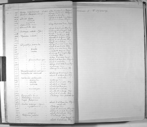 Opsaridium ubangiense (Pellegrin, 1901) - Zoology Accessions Register: Fishes: 1912 - 1936: page 7