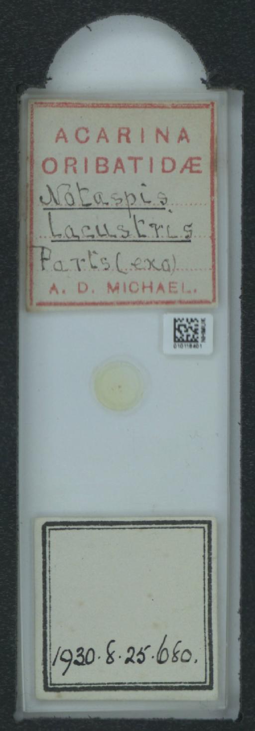 Notaspis lacustris A.D. Michael, 1882 - 010118401_120188_548222