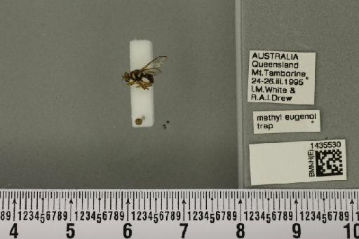 Bactrocera (Bactrocera) cacuminata (Hering, 1941) - BMNHE_1435530_28541