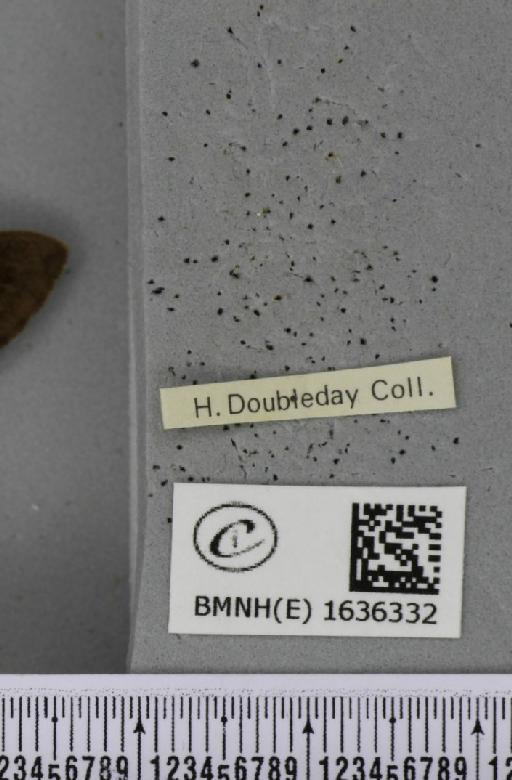 Macroglossum stellatarum (Linnaeus, 1758) - BMNHE_1636332_label_206048
